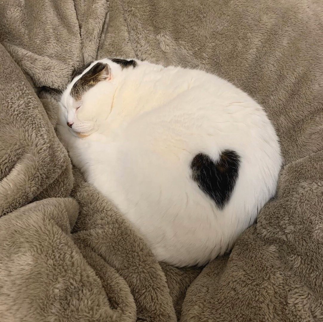 Красивая белая кошка