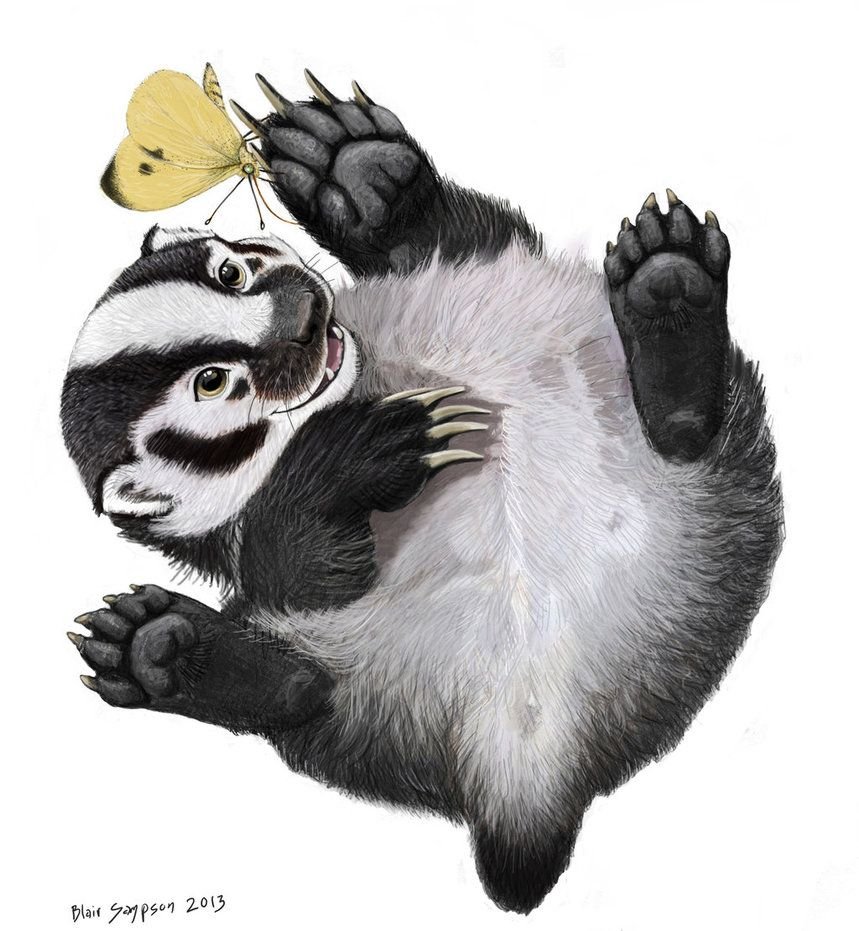 Енот медоед