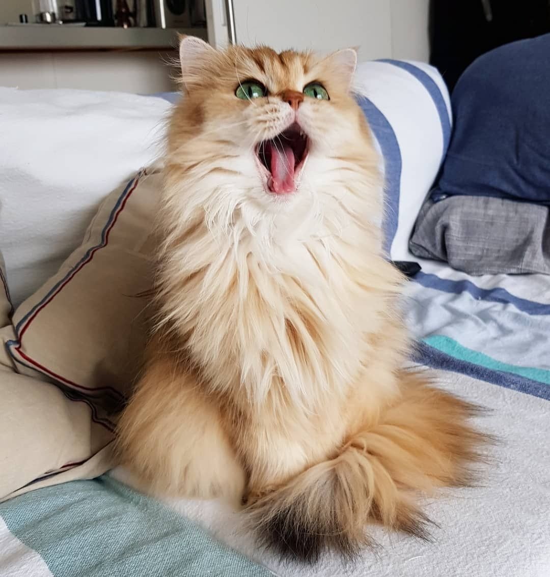 Кот в инстаграмме