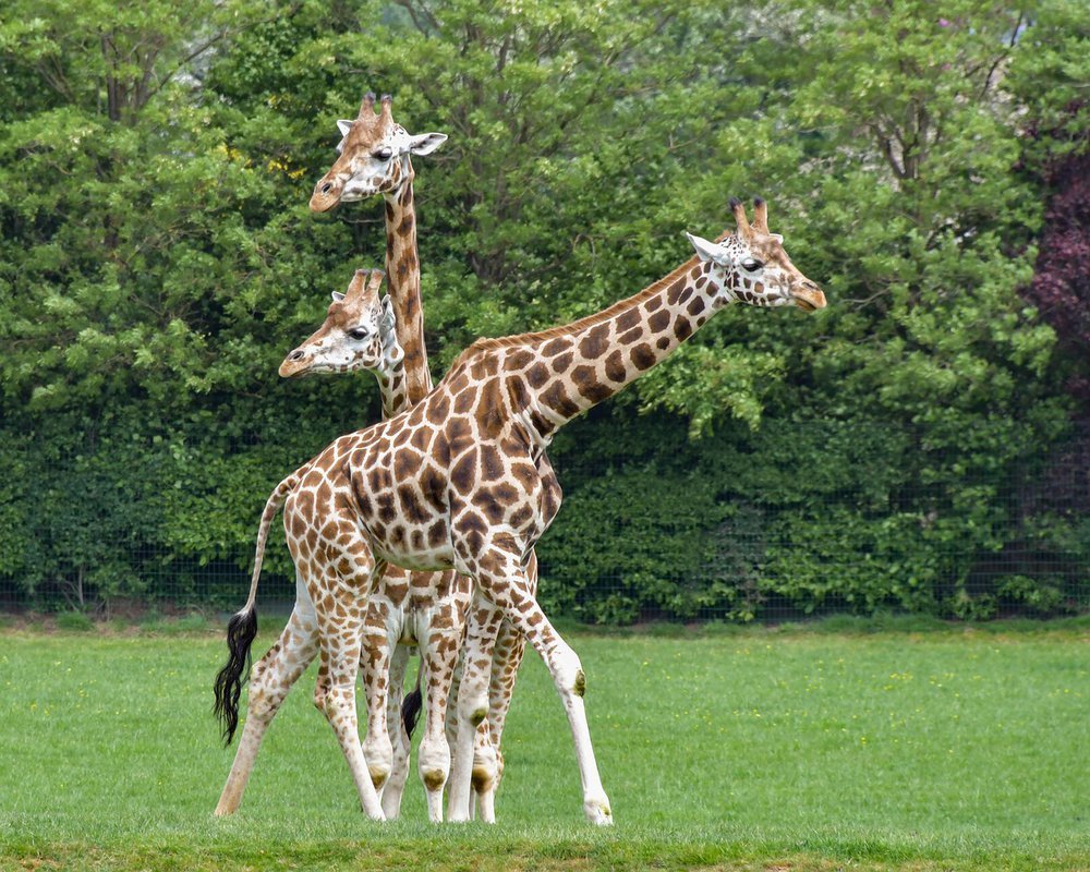 Жирафы и зебры