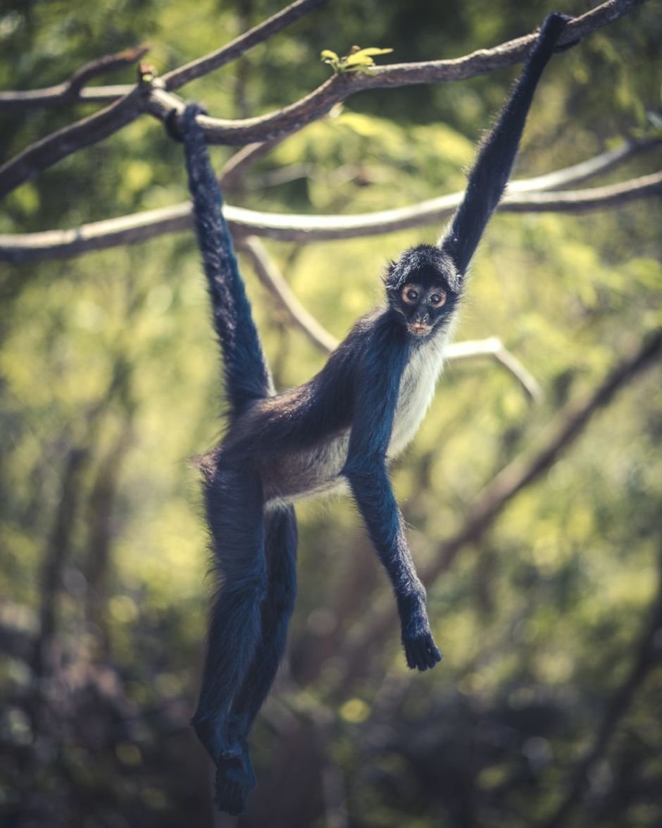 Паукообразные обезьяны пальцы