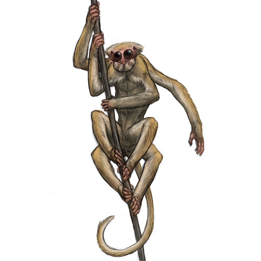 Хвост паукообразной обезьяны