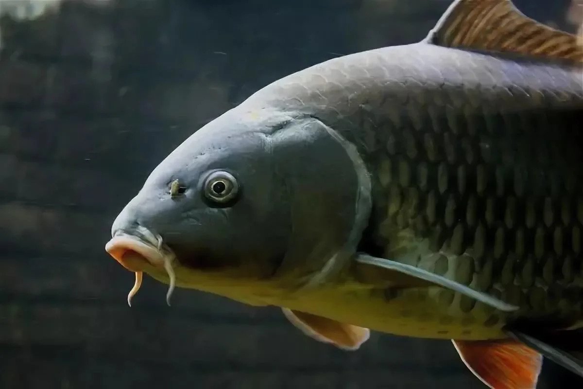 Рыба попугай окунеобразная