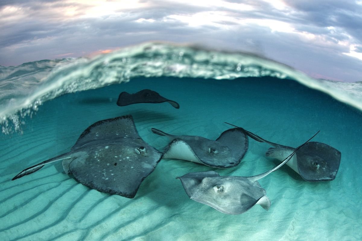 Китовая акула самая большая рыба в мире