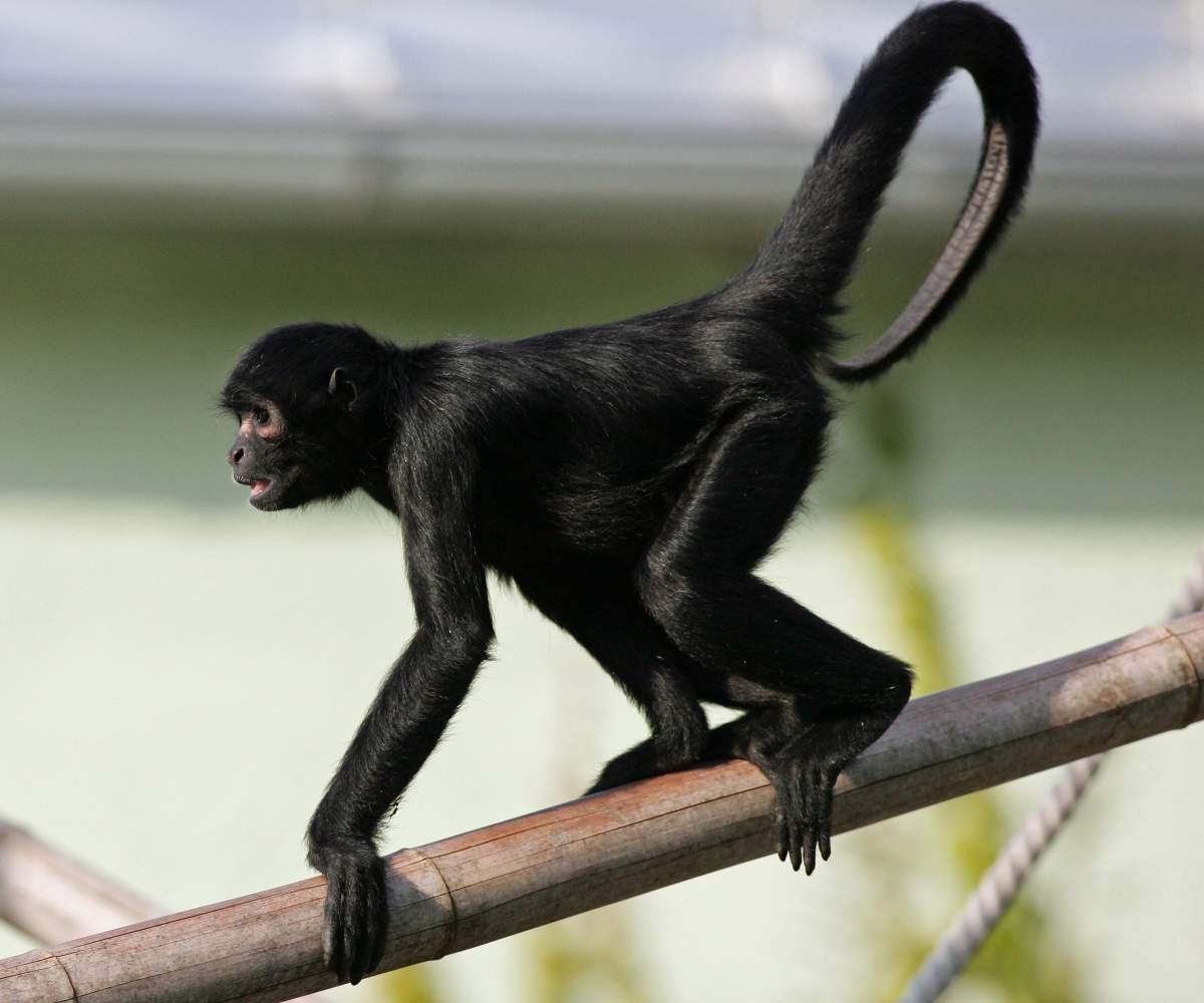 Буроголовая коата