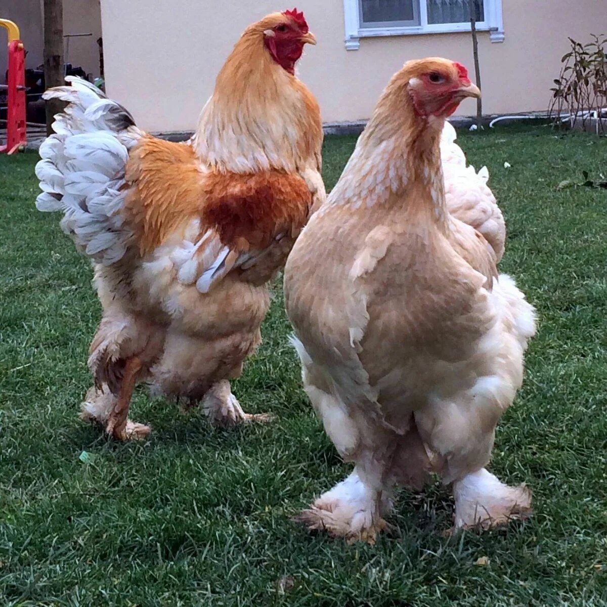 Брама светлая(колумбийская), куропатчатая