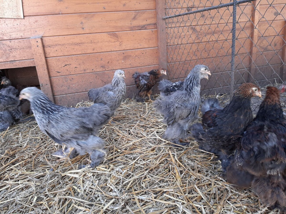 Петух породы Брама