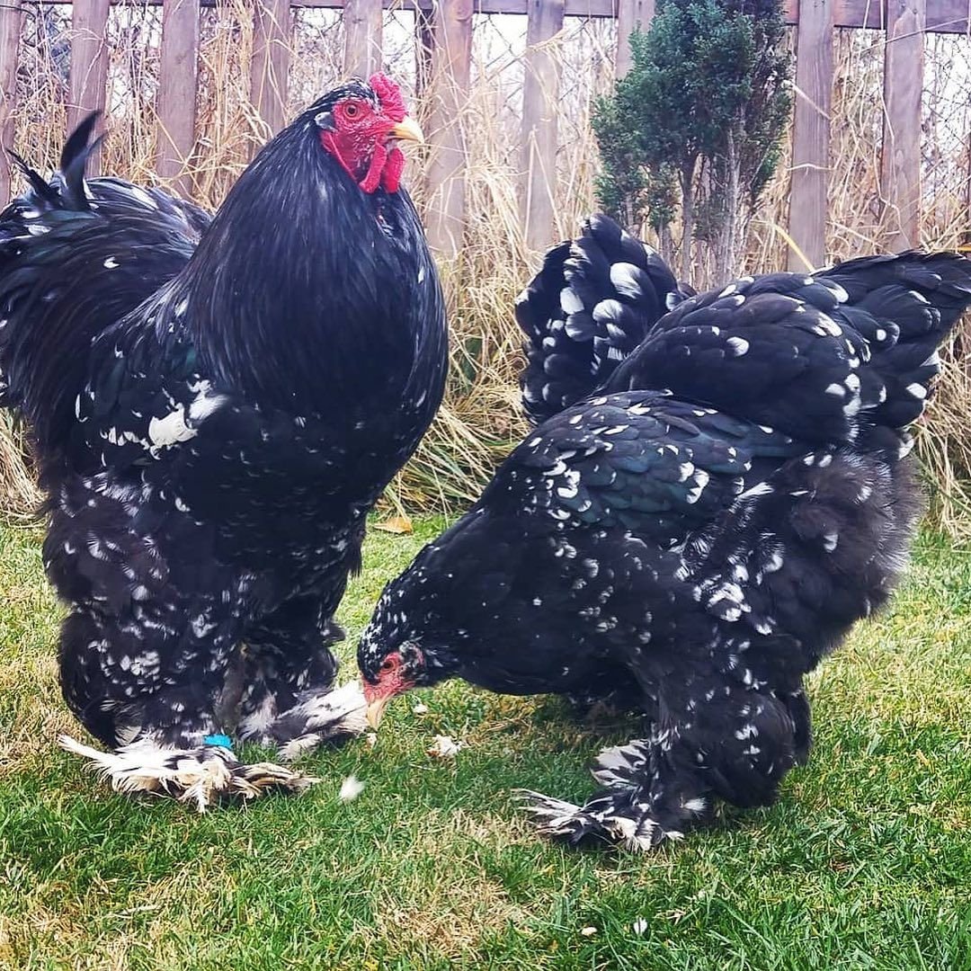 Цыплята породы Брама