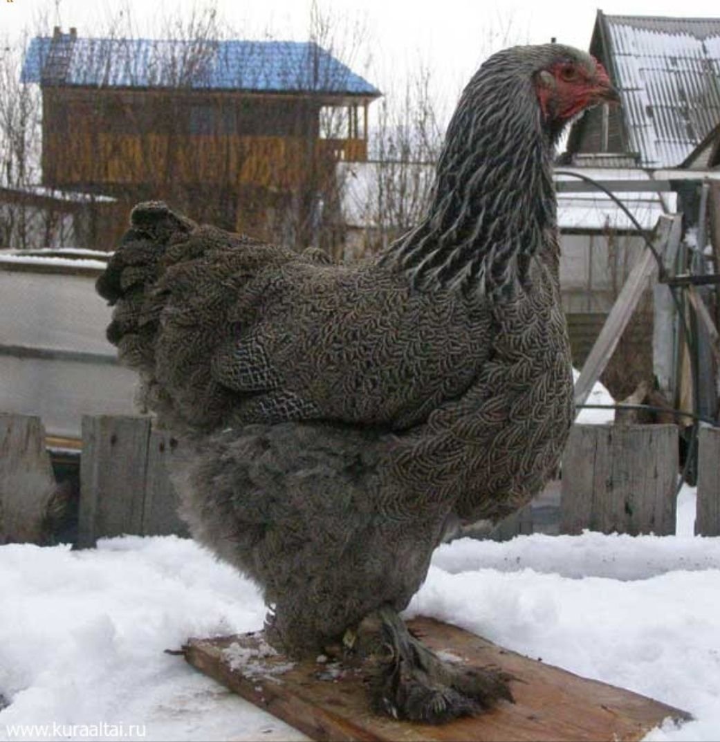 Породы домашних кур