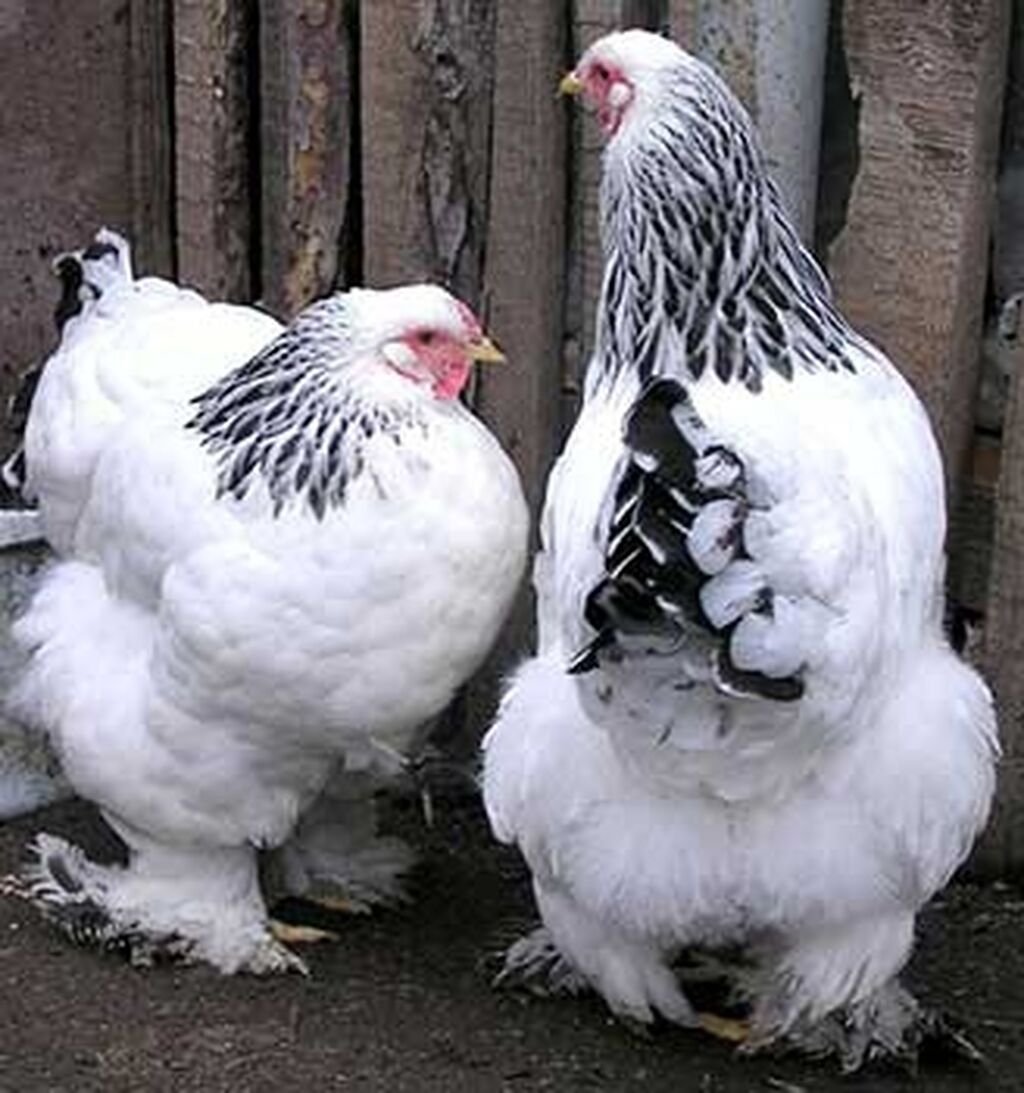 Брама палевая куропатчатая