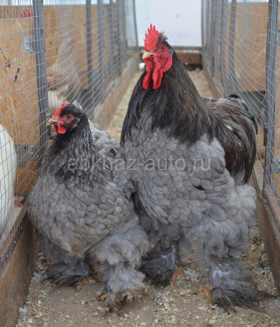 Брама светлая колумбийская