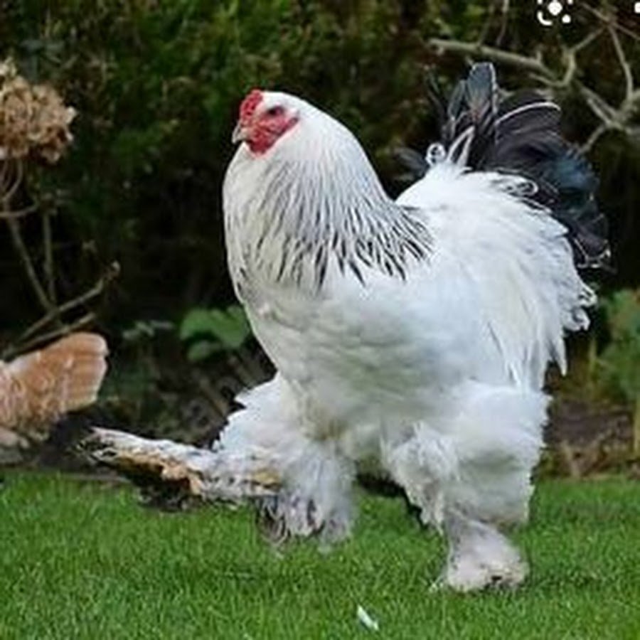 Брама светлая куропатчатая