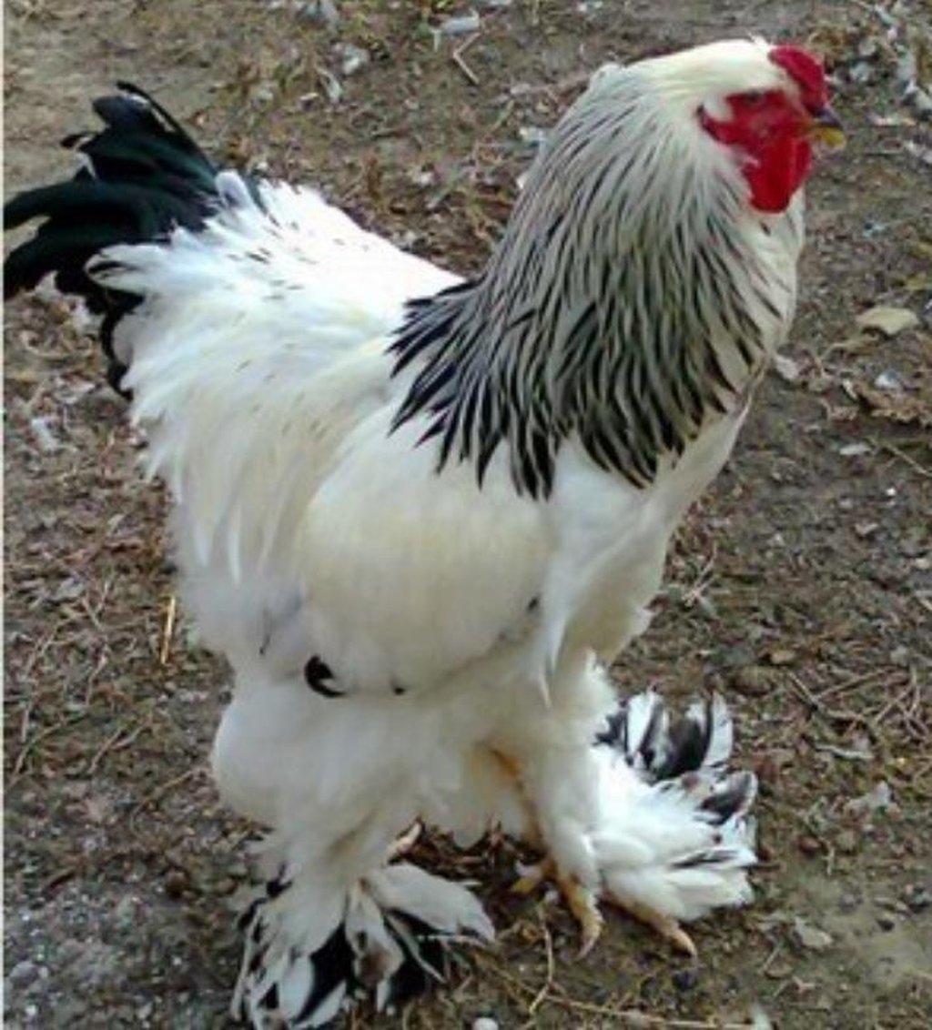 Куры Брама золотые