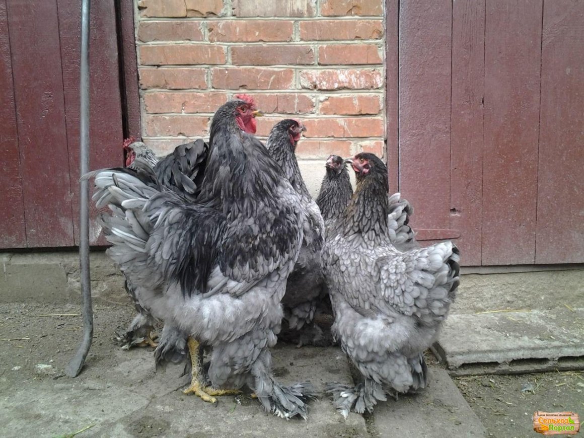 Цыплята Брама куропатчатая