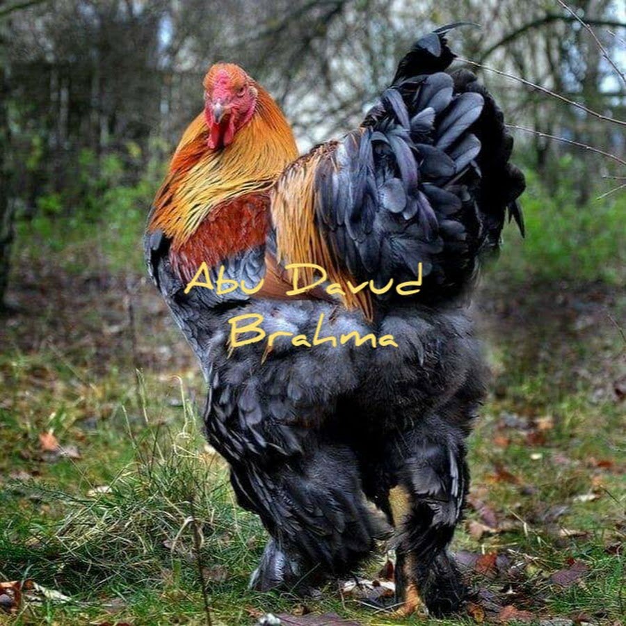 Брама куропатчатая голубоокаймленная