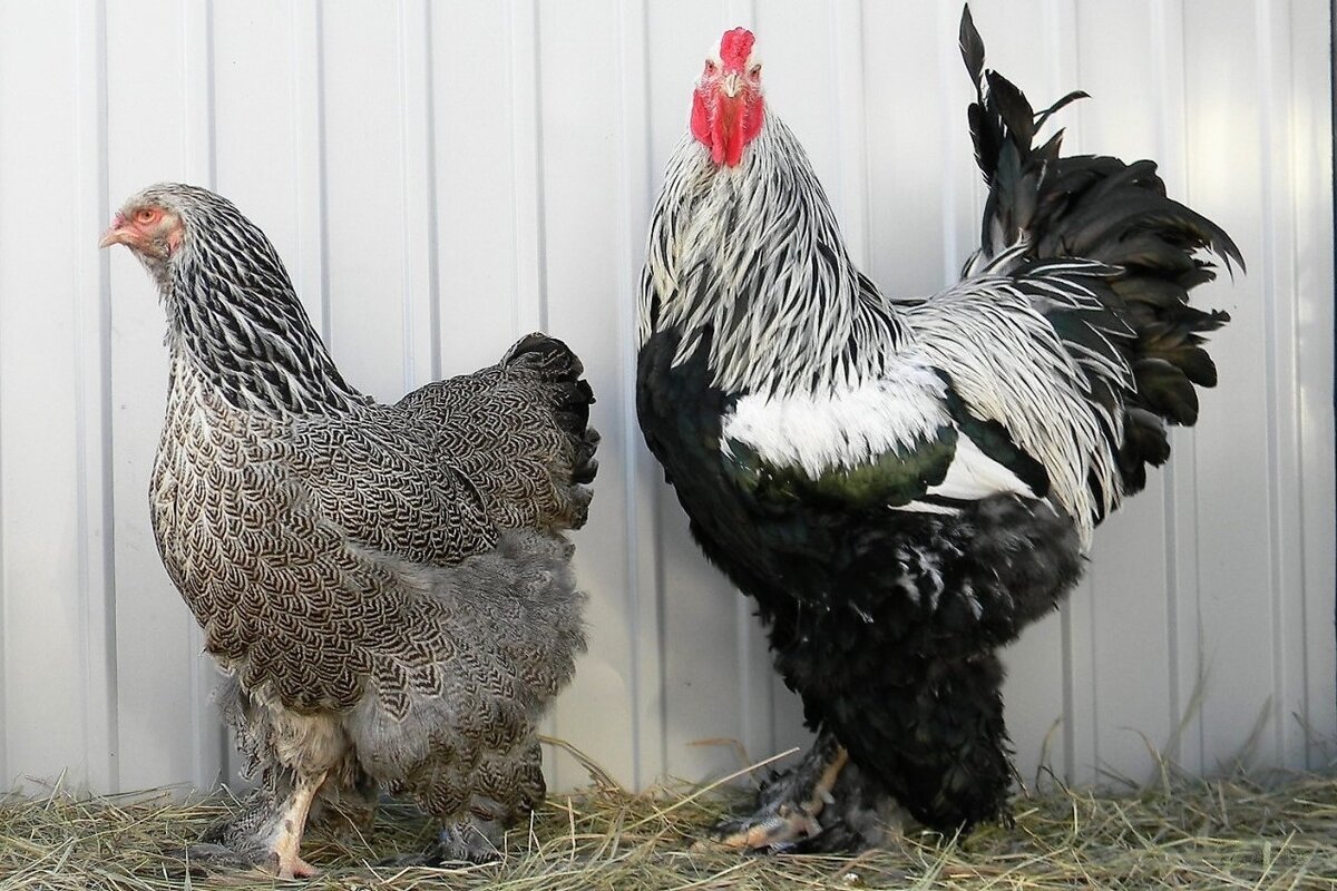 Куры Брама колумбийская