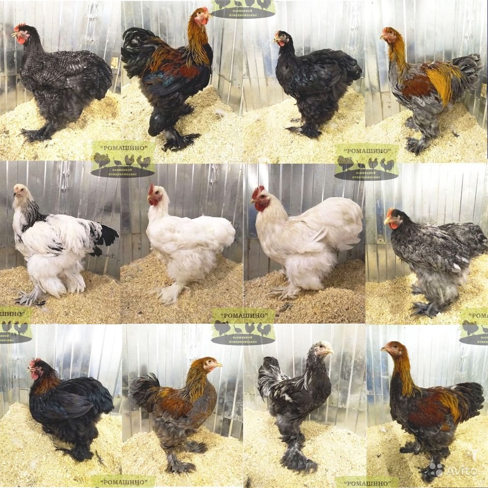 Дикие куры Азербайджана