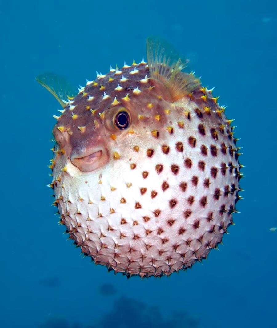Иглобрюхие фугу