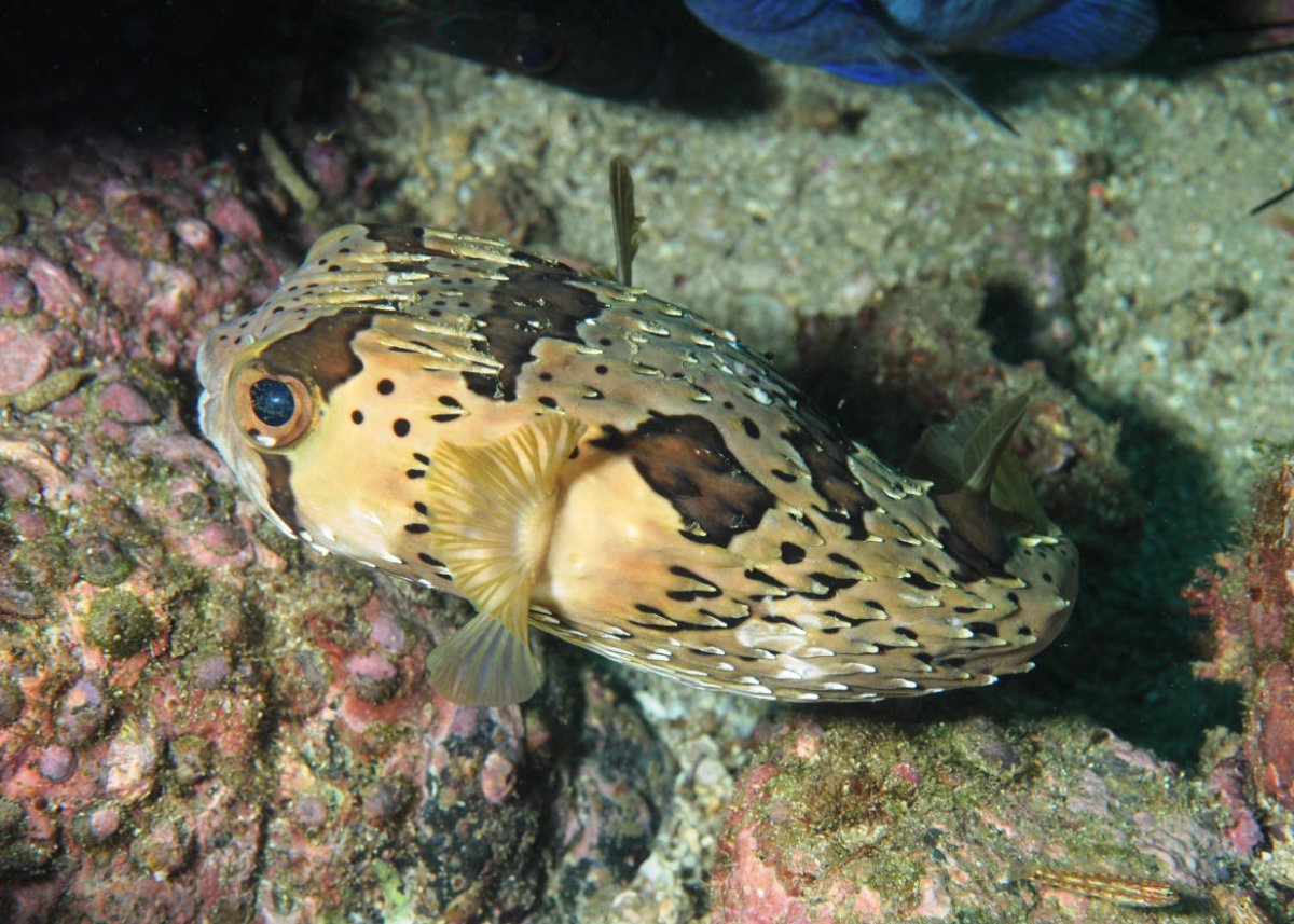 Диодон рыба еж