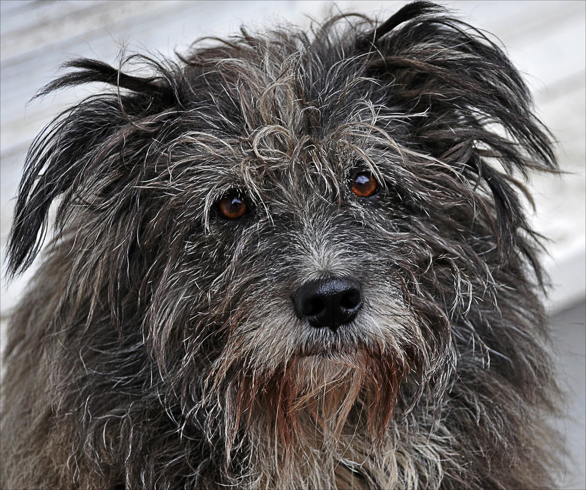 Китайская хохлатая с длинной шерстью