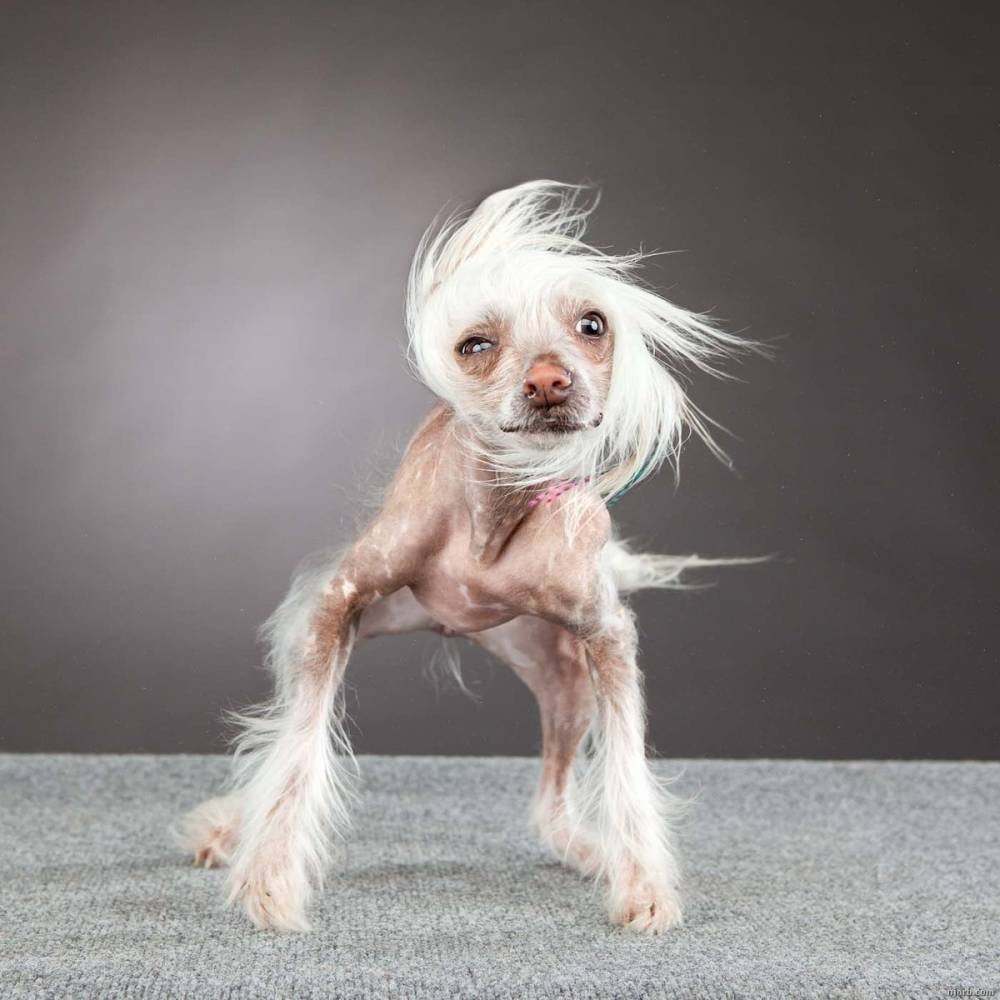 Маленькие лохматые собачки