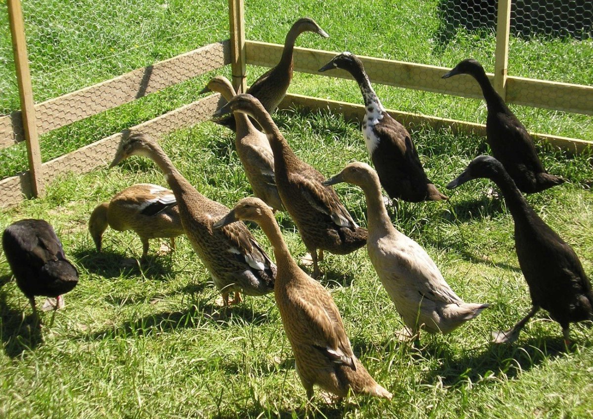 Породы домашних уток для разведения