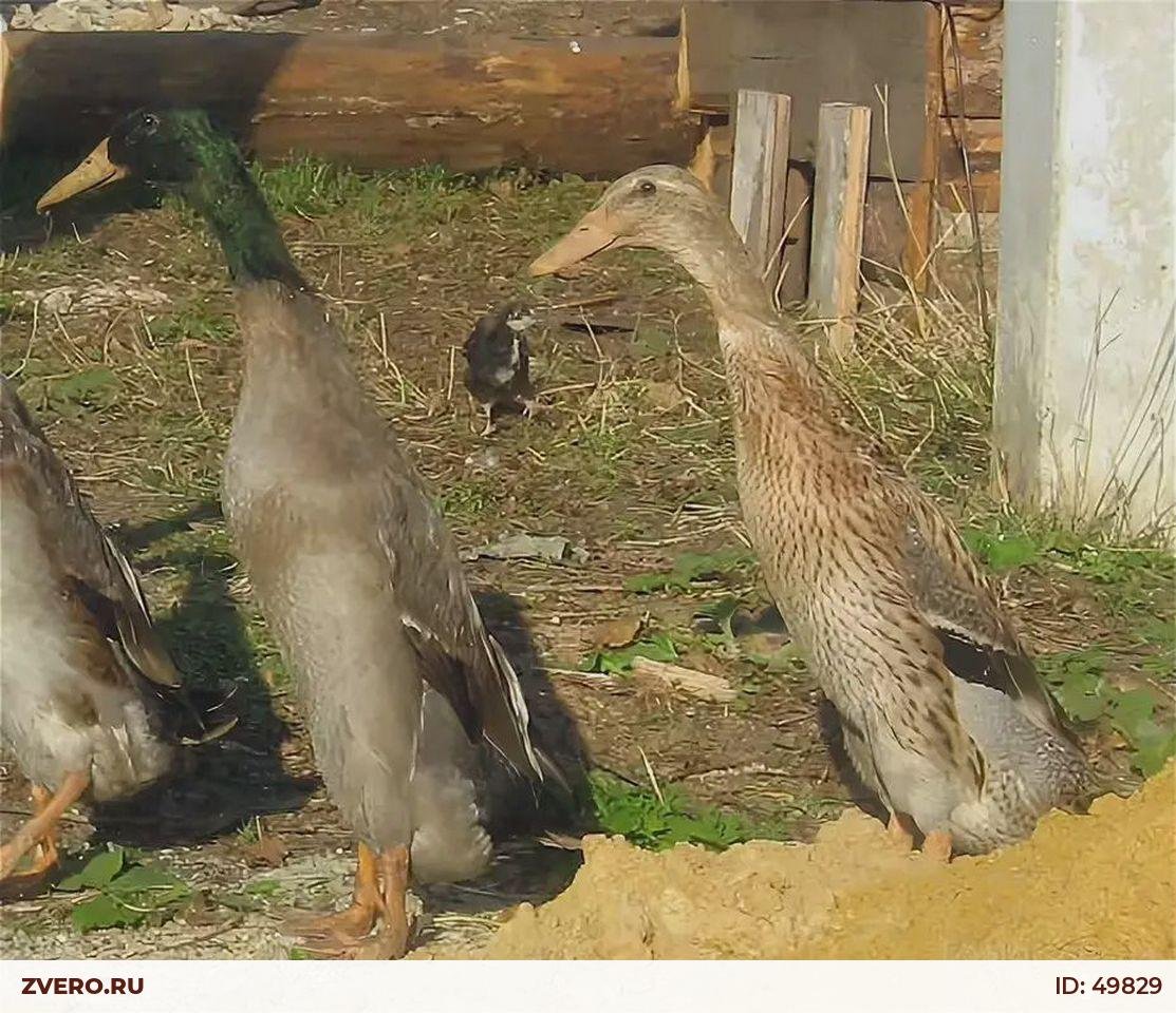 Вертикальные утки индийские