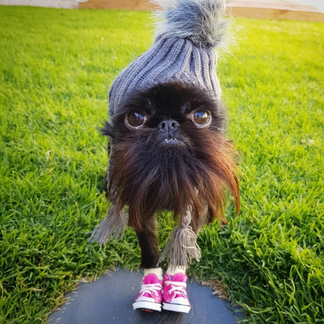 Murphy Shi Tzu the cute Dog