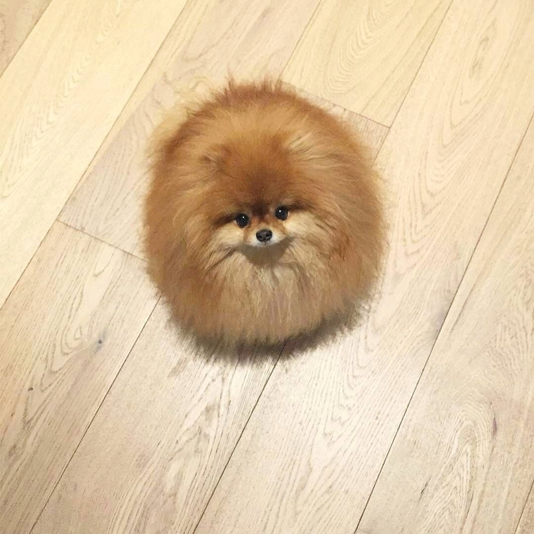 Лохматый колли