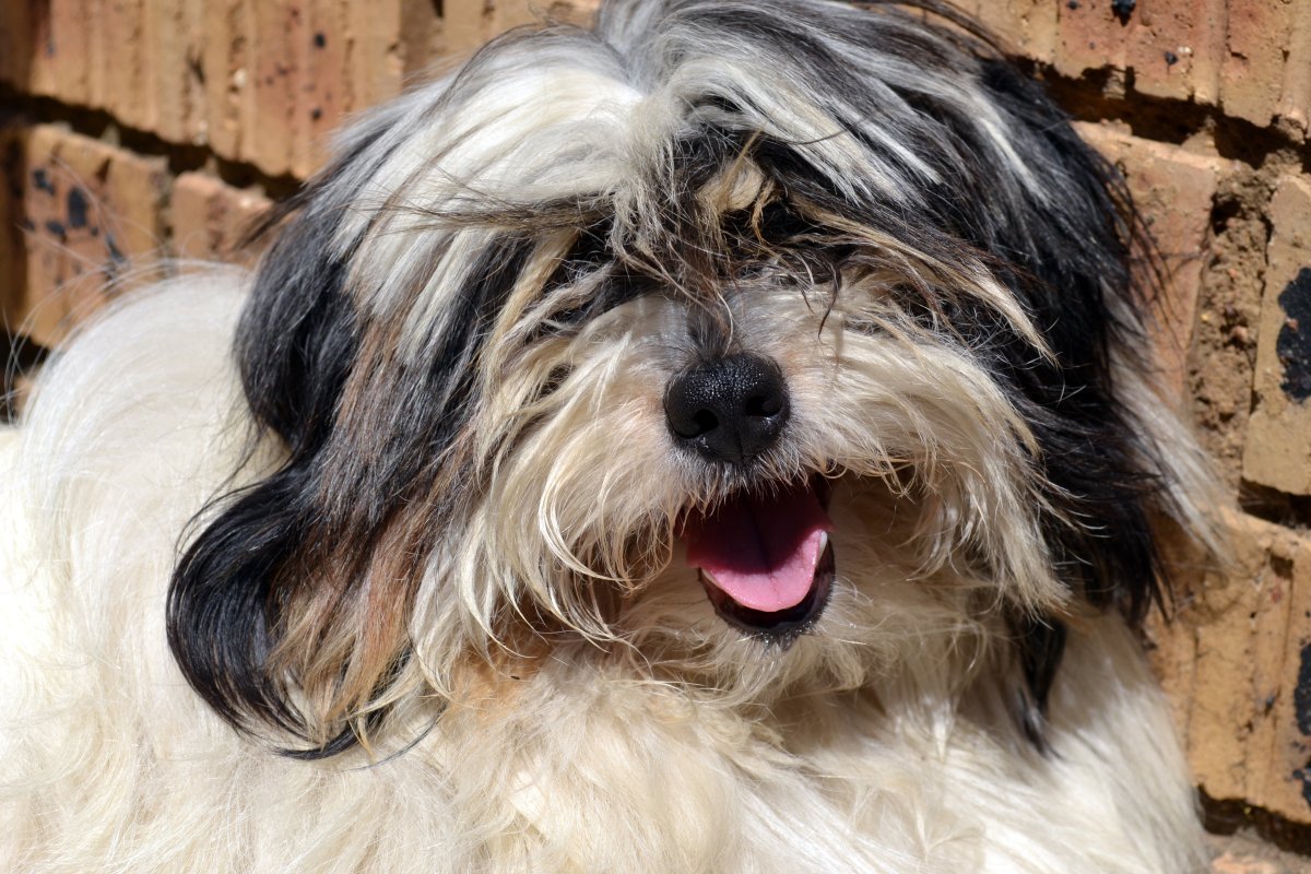 Маленькие собачки с большими ушами