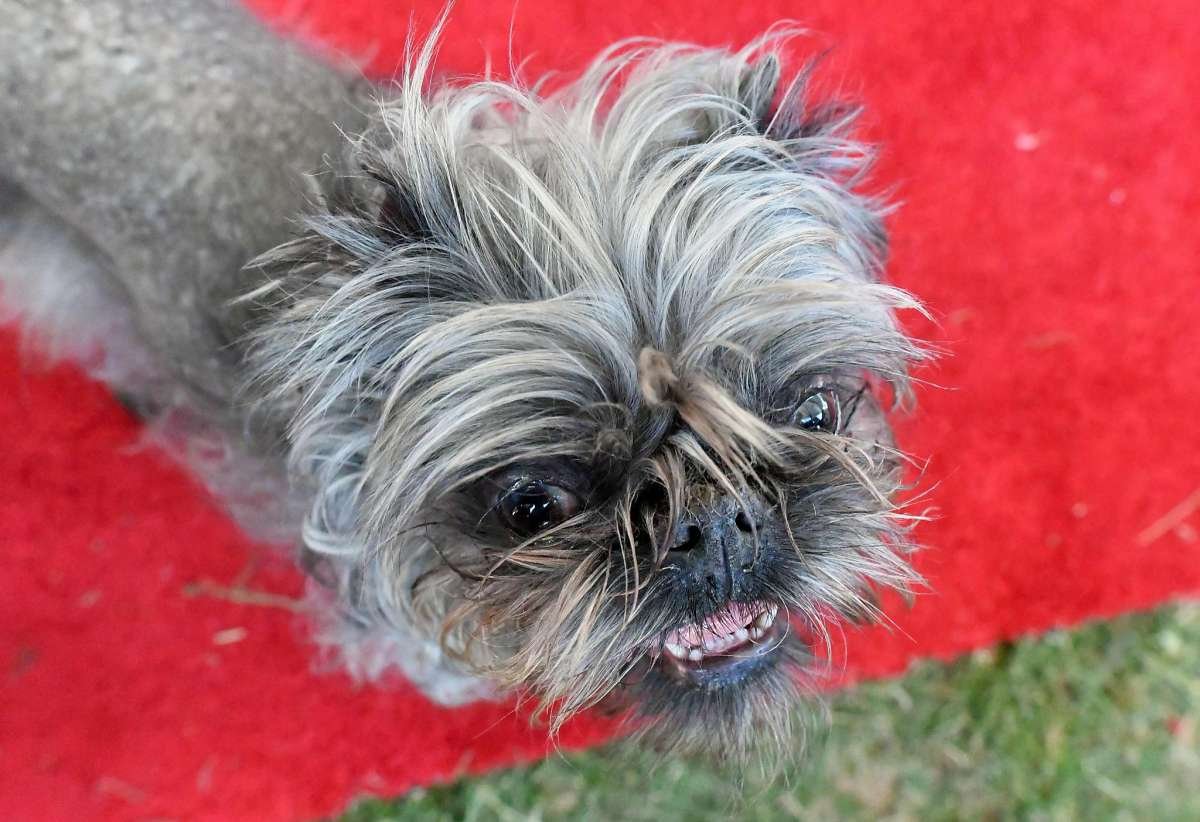 Гаванский Бишон Лион