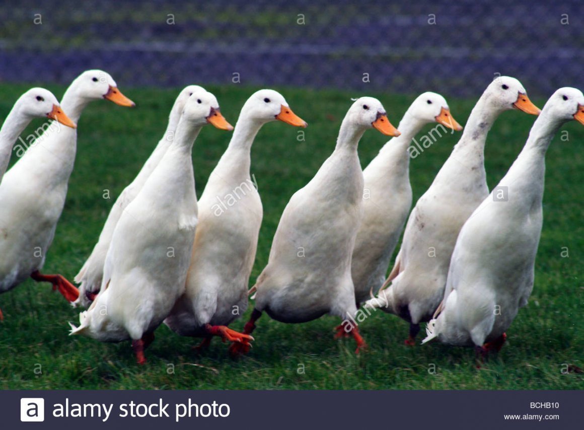 Гуси индийский бегунок