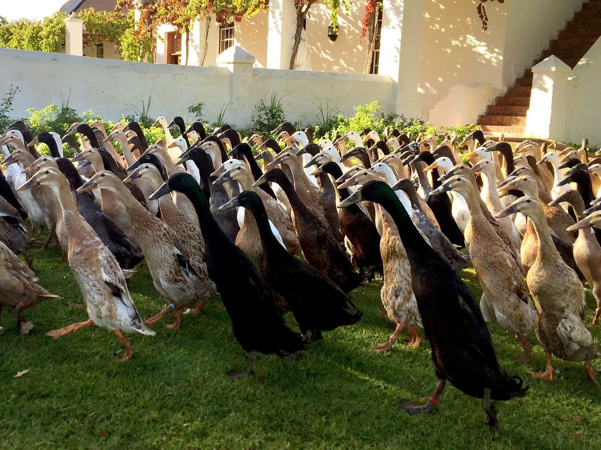 Зобатые бегунки