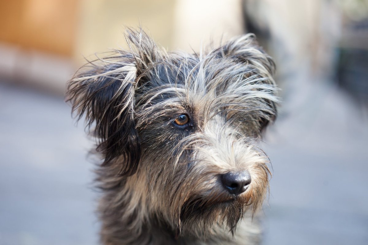 Лохматая худая собака