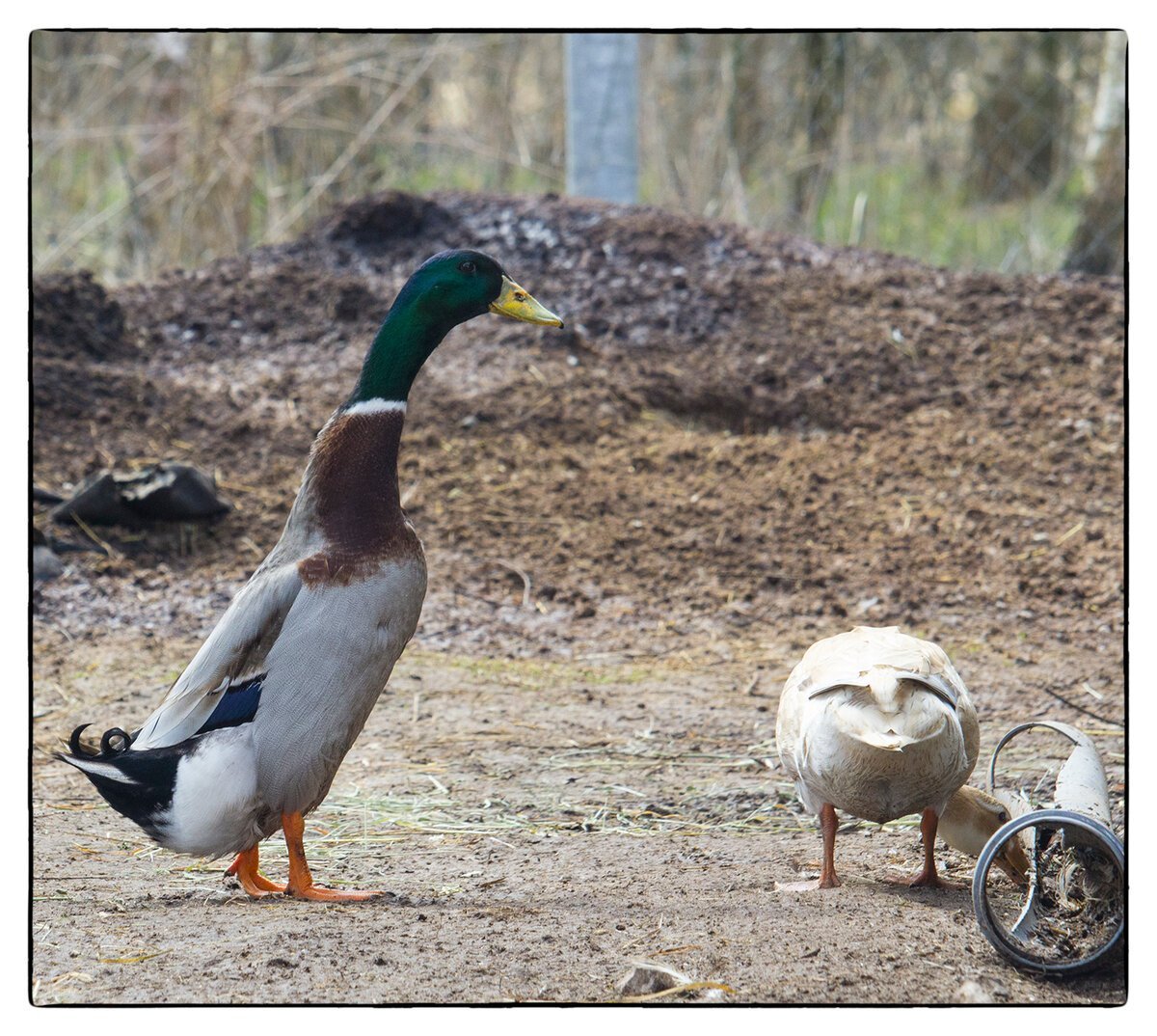Утка индийский бегун