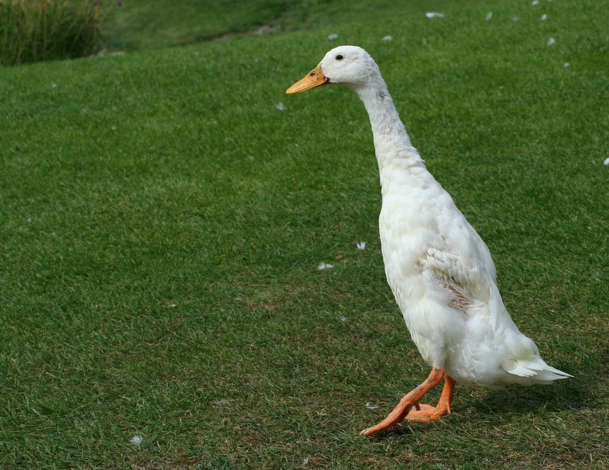 Утки породы индийский бегун