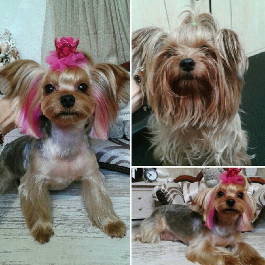 Окрашивание Йорка