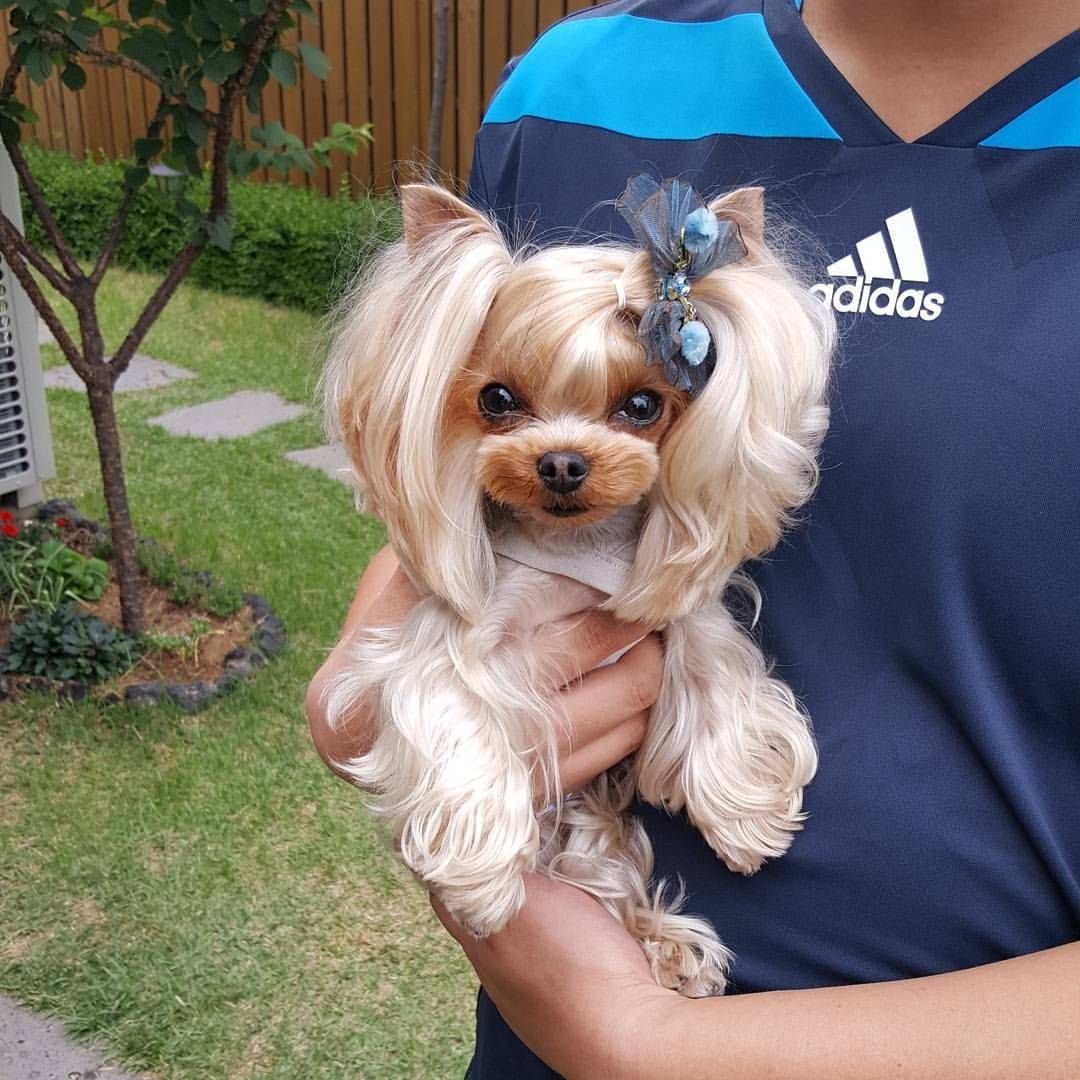 Йоркширский терьер азиатский стиль