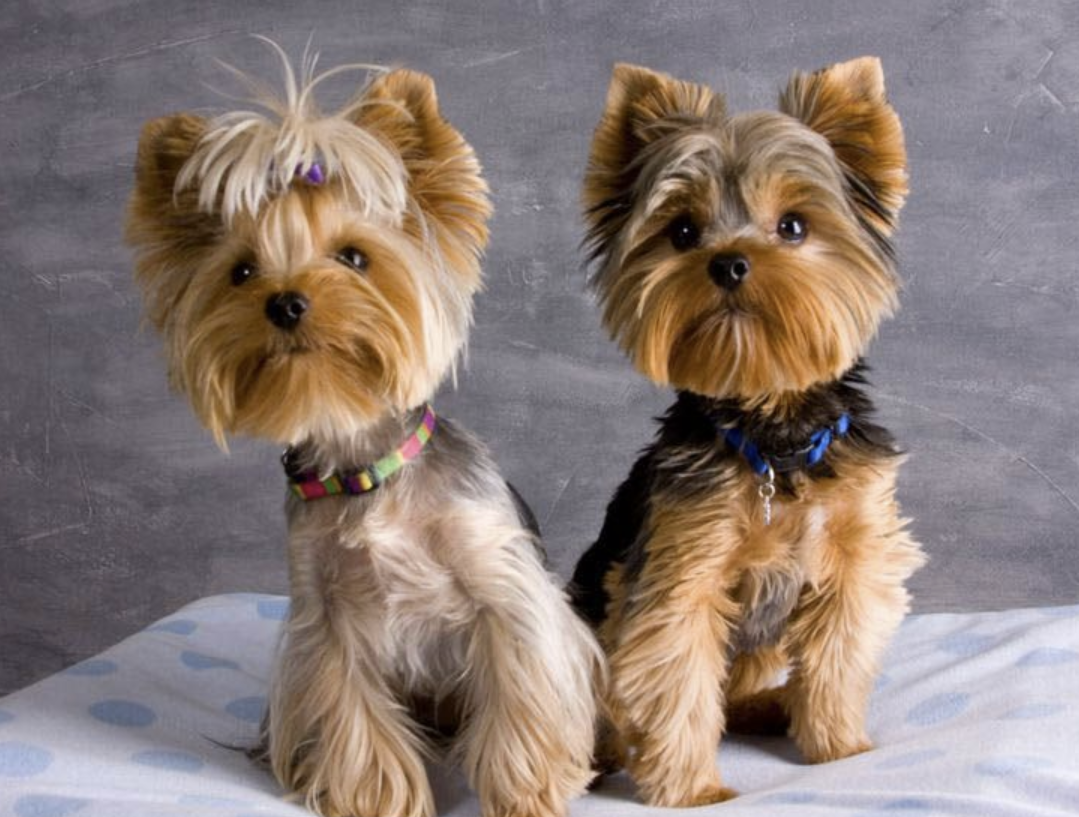 Йоркширский терьер