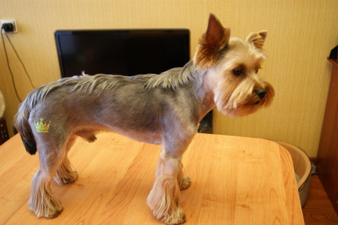 Стриженые уши Йорка сзади