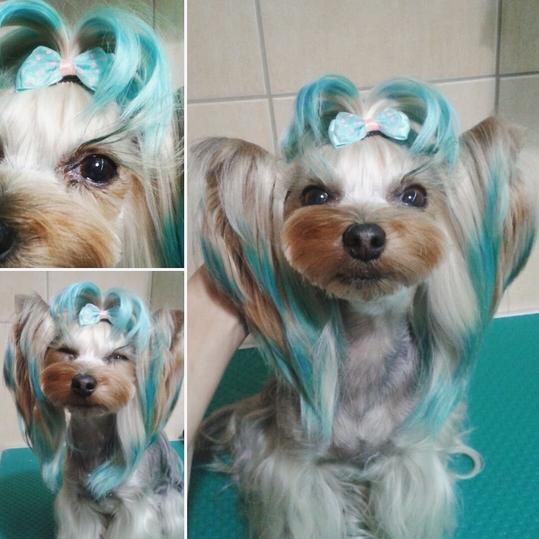 Окрашивание Йорка