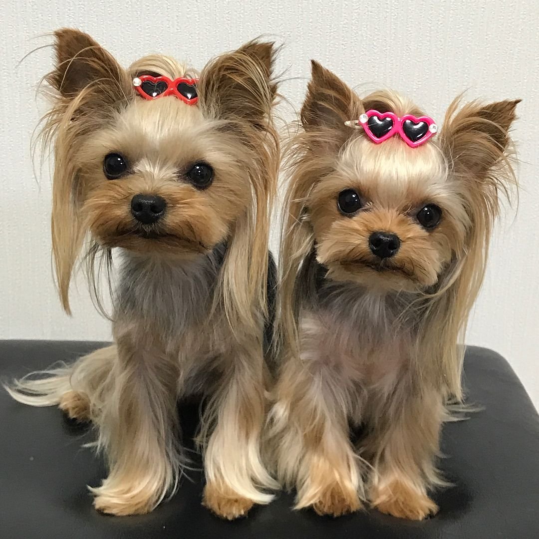 Йоркширский терьер Азия