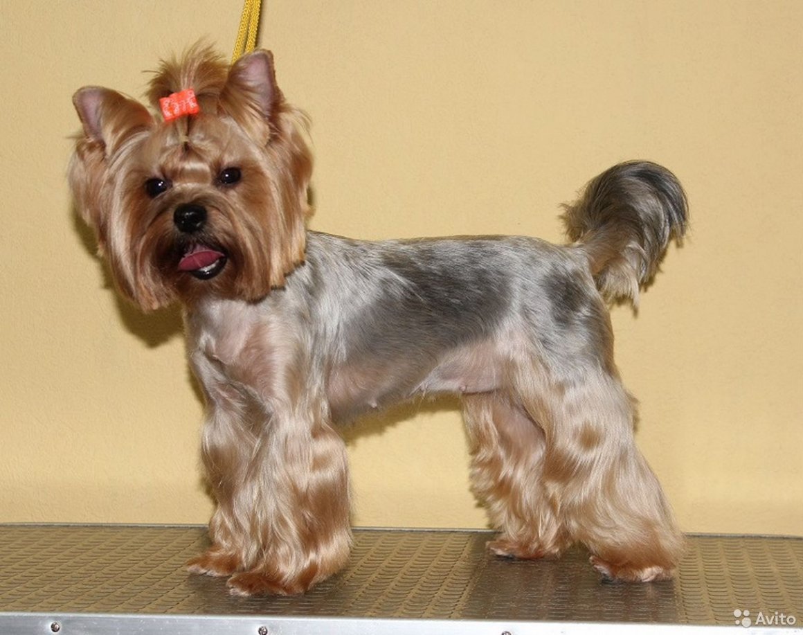 Йоркширский терьер стандарт стрижки