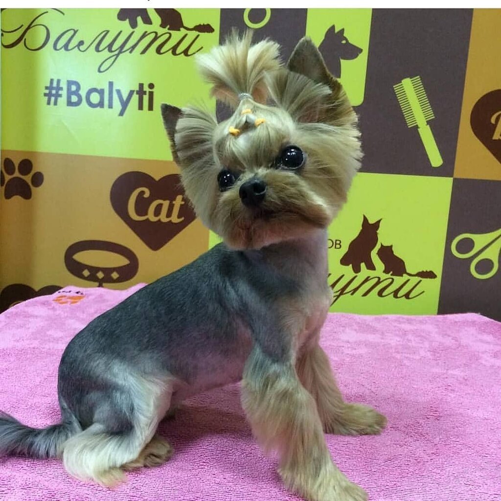 Йоркширский терьер стрижка Тедди