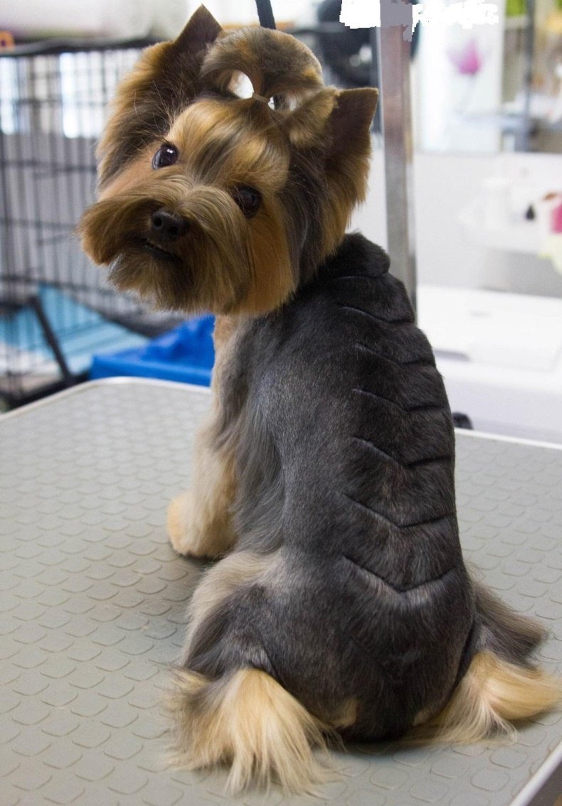 Стрижка шиншилла для Йорка