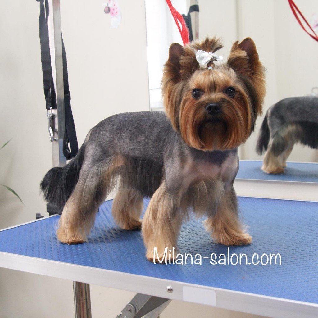 Йорк терьер стандарт стрижки
