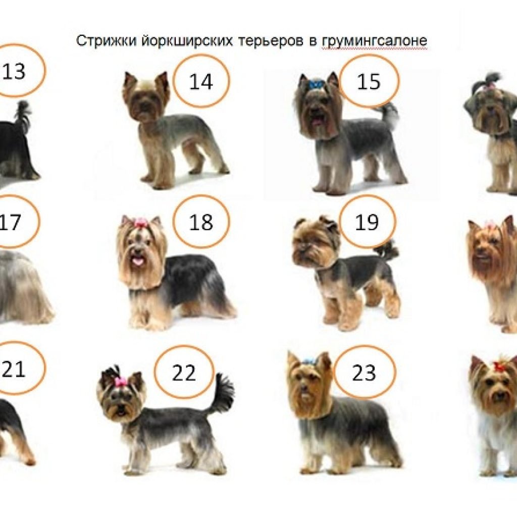 Йоркширский терьер стандарт и мини сравнение