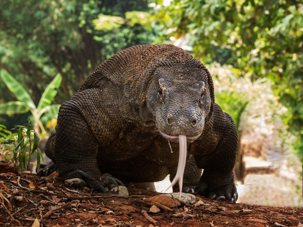 Вараны в парке Бангкок
