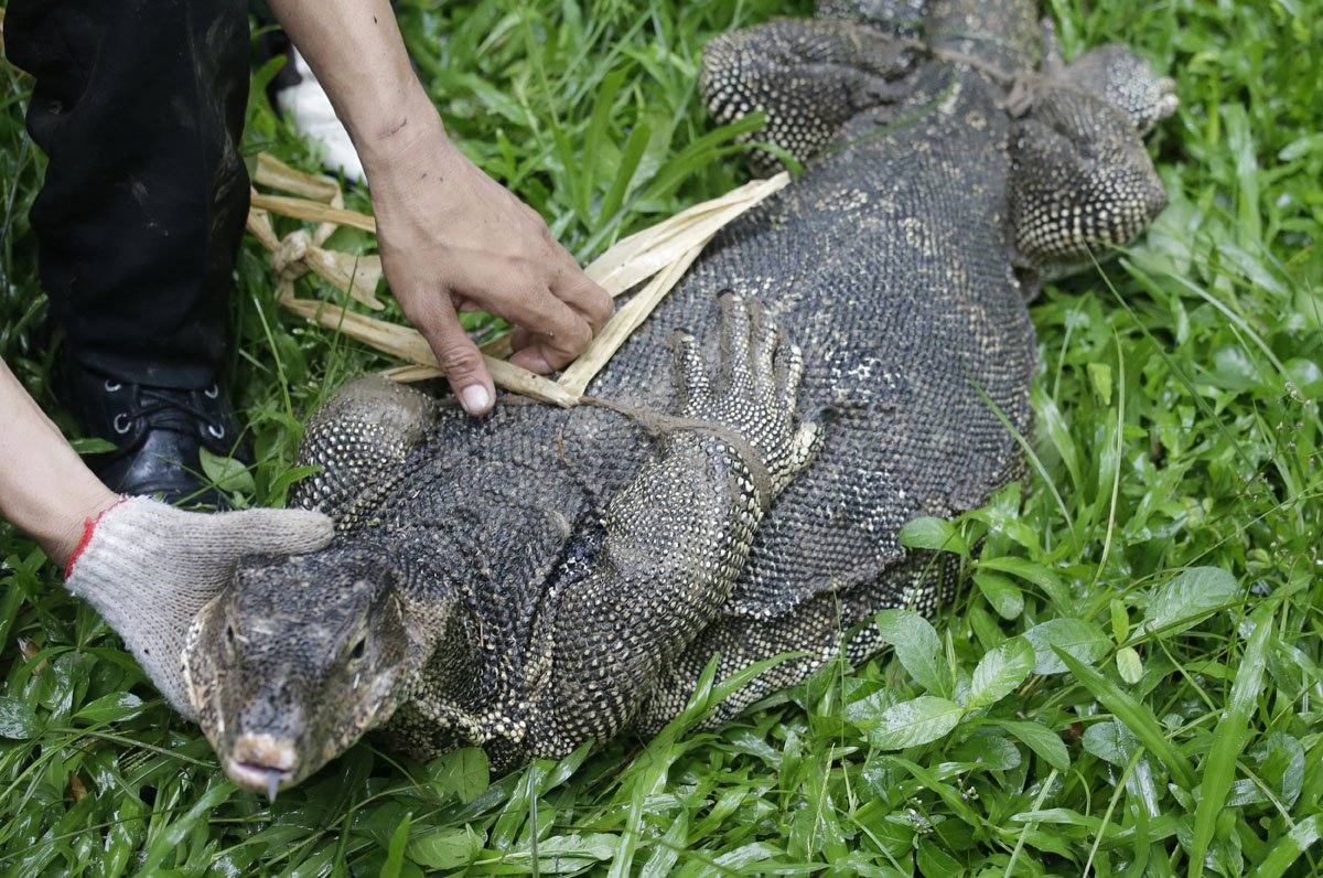 Варан в Таиланде