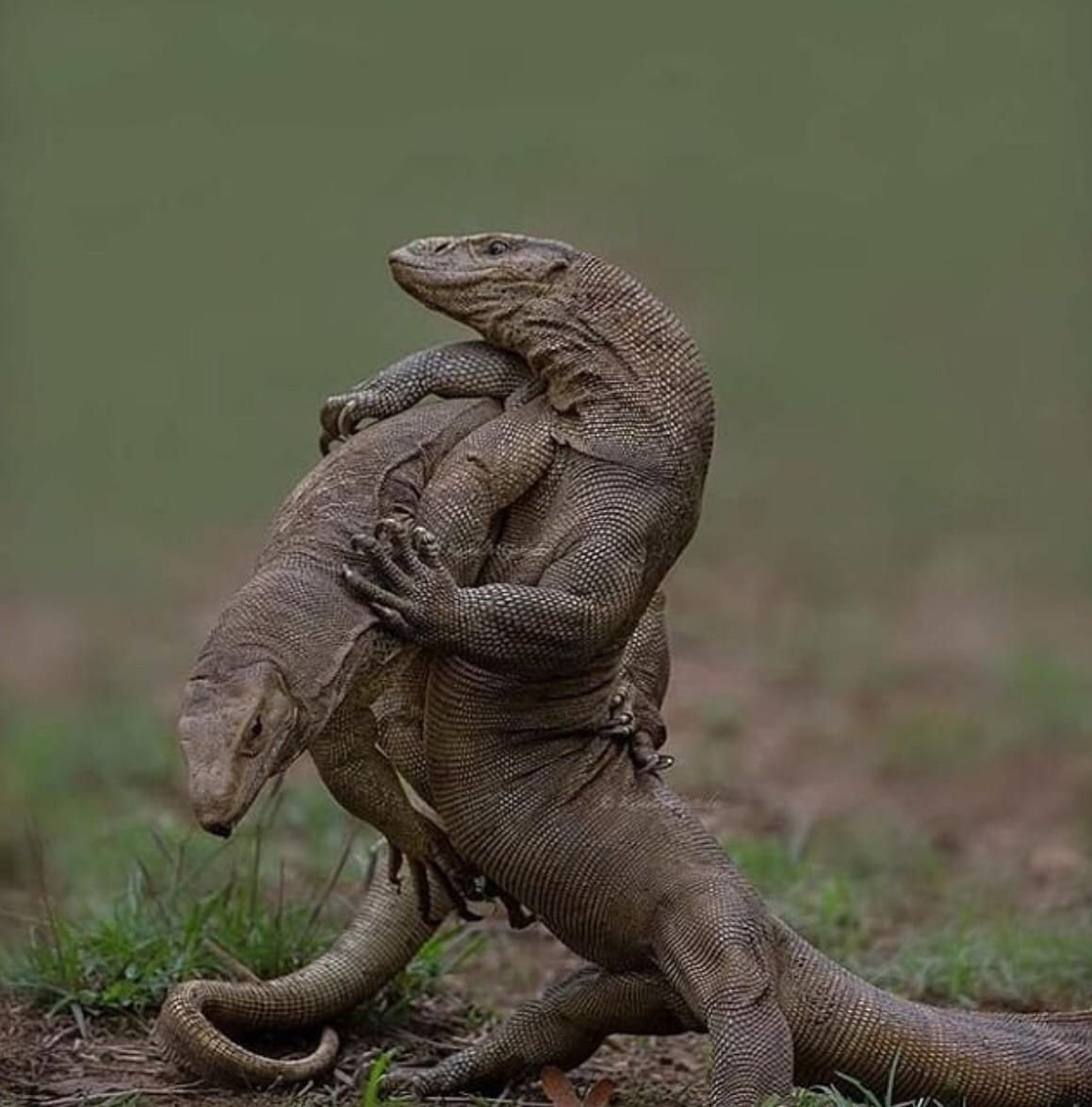 Ящерица агама крокодил